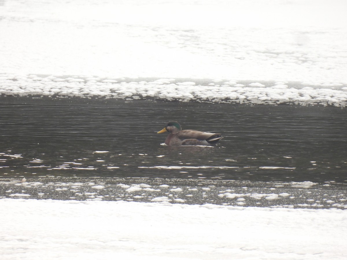 Mallard x American Black Duck (hybrid) - ML646455853
