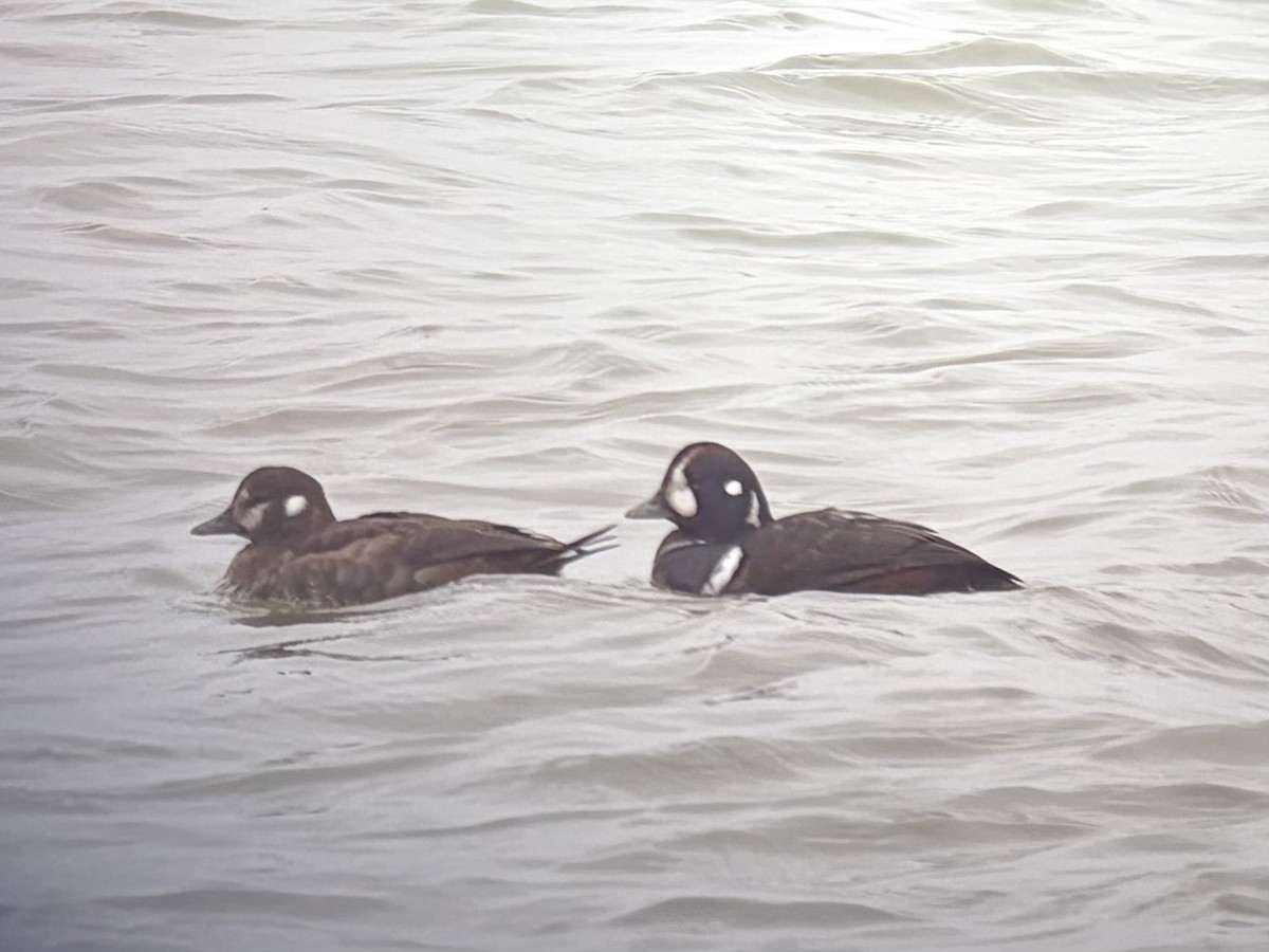 Harlequin Duck - ML646455856