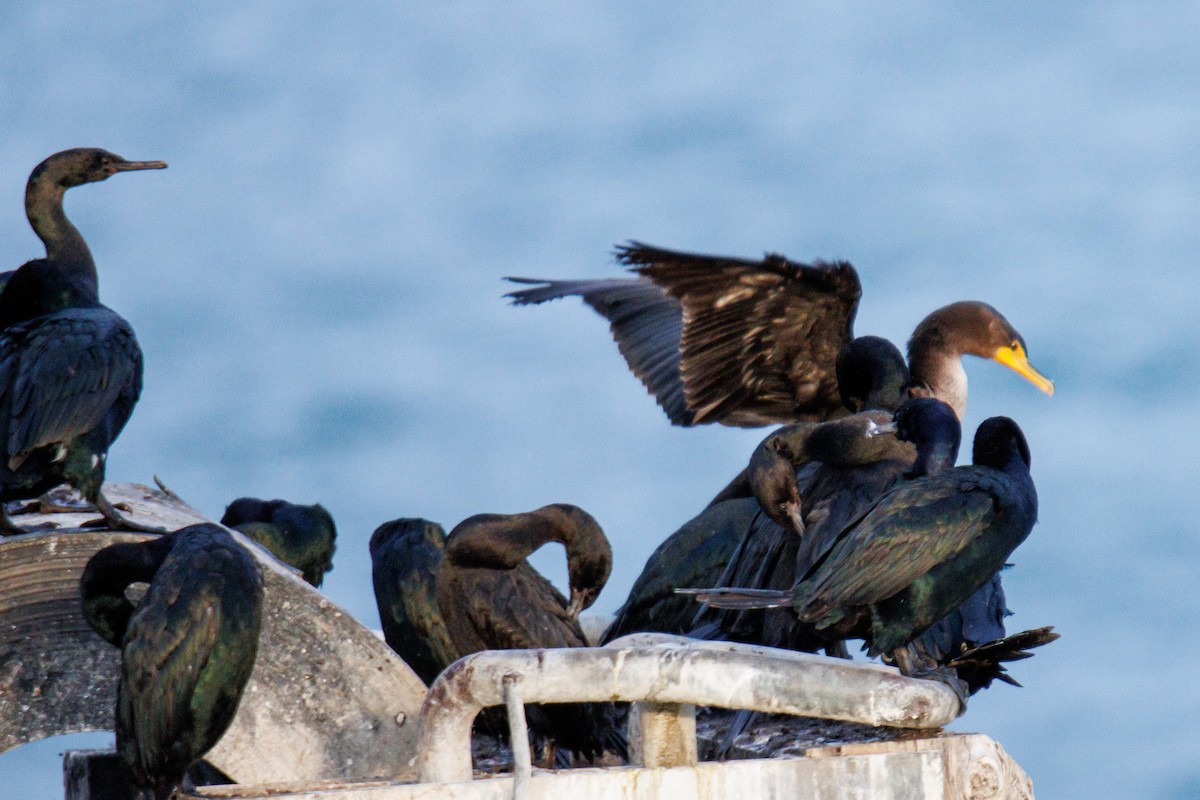 Double-crested Cormorant - ML646455865