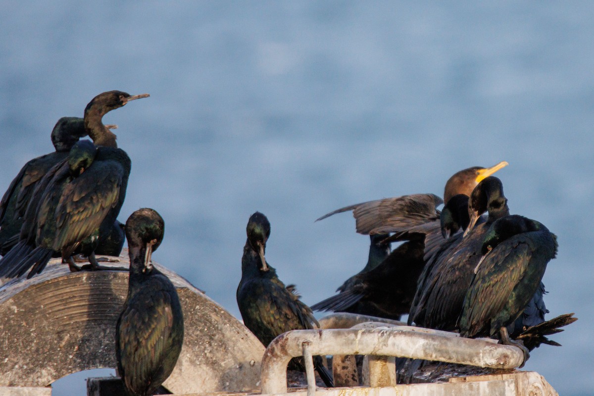 Double-crested Cormorant - ML646455866