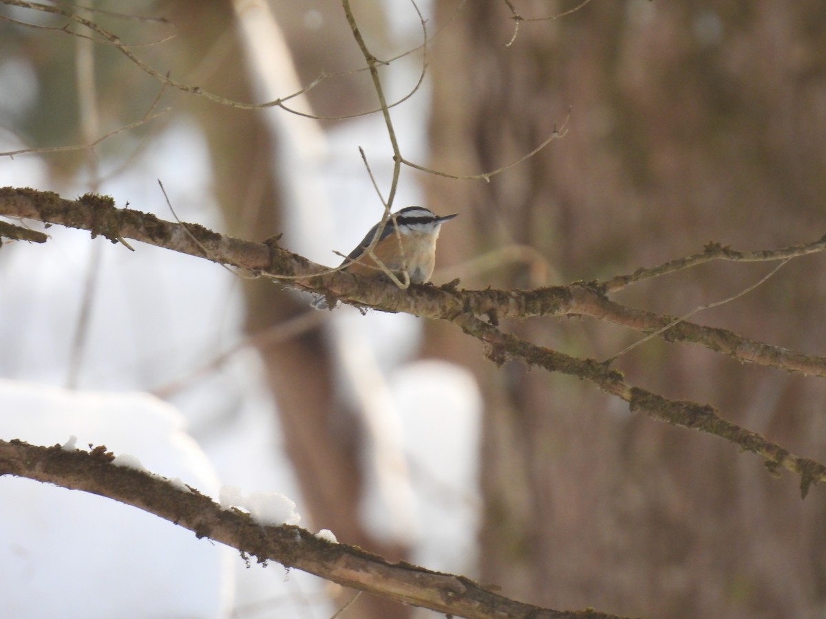 Red-breasted Nuthatch - ML646455867