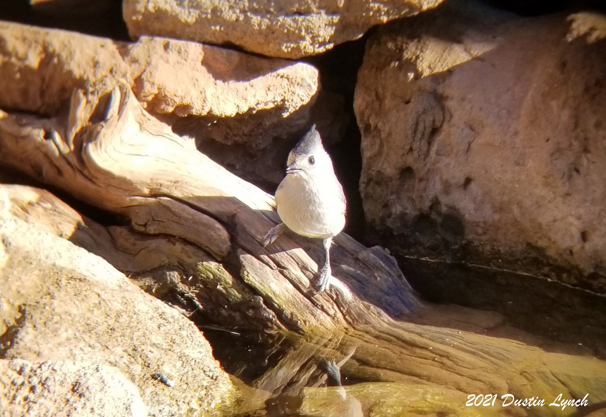 Black-crested Titmouse - ML646455868