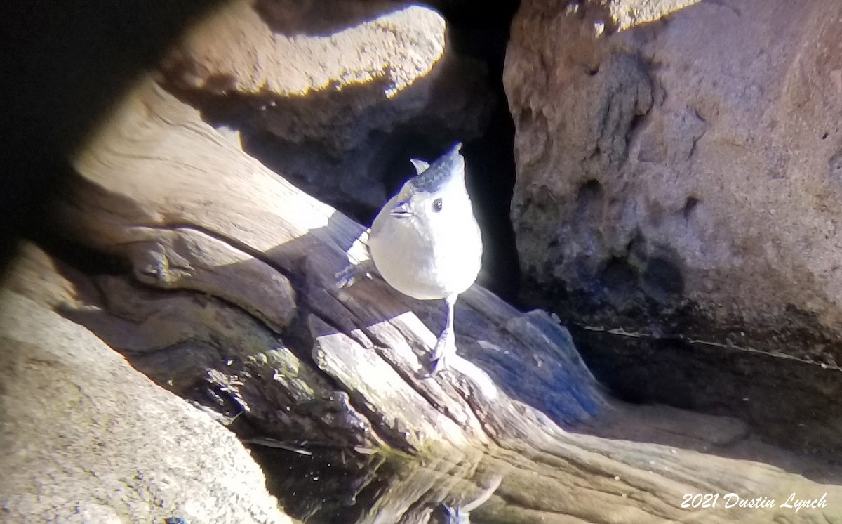 Black-crested Titmouse - ML646455869