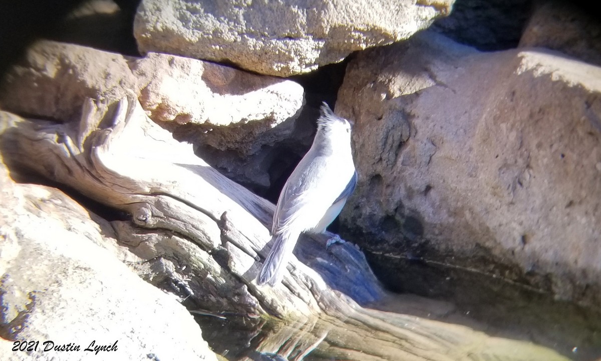 Black-crested Titmouse - ML646455870