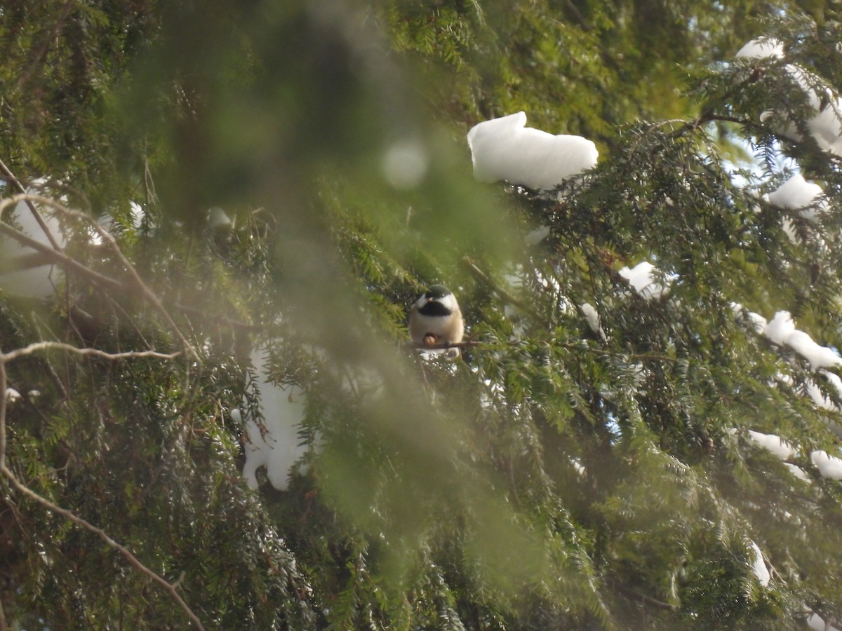 Black-capped Chickadee - ML646455874