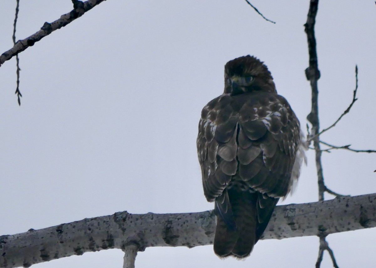Red-tailed Hawk - ML646455875