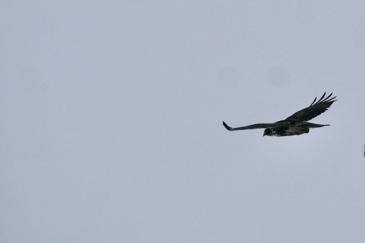 Red-tailed Hawk - ML646455876