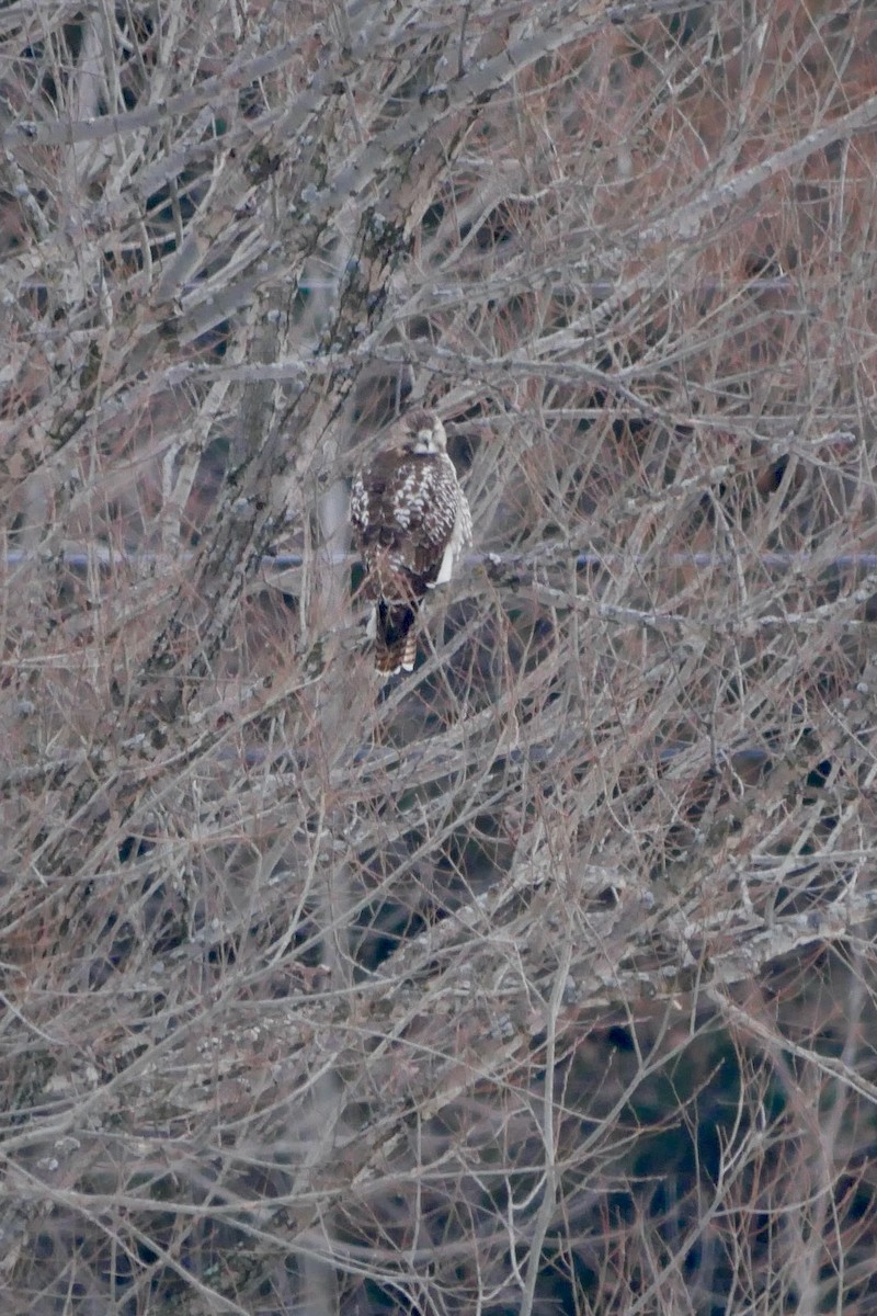 Red-tailed Hawk - ML646455877