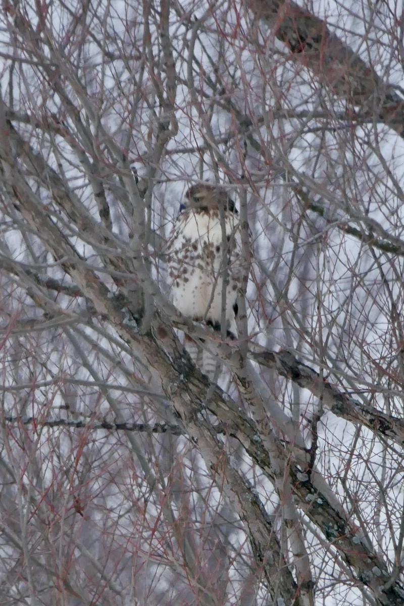 Red-tailed Hawk - ML646455878