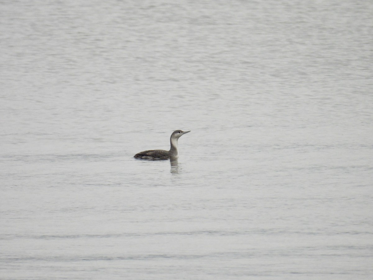 Red-throated Loon - ML646455880