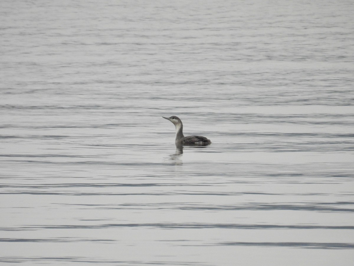Red-throated Loon - ML646455881