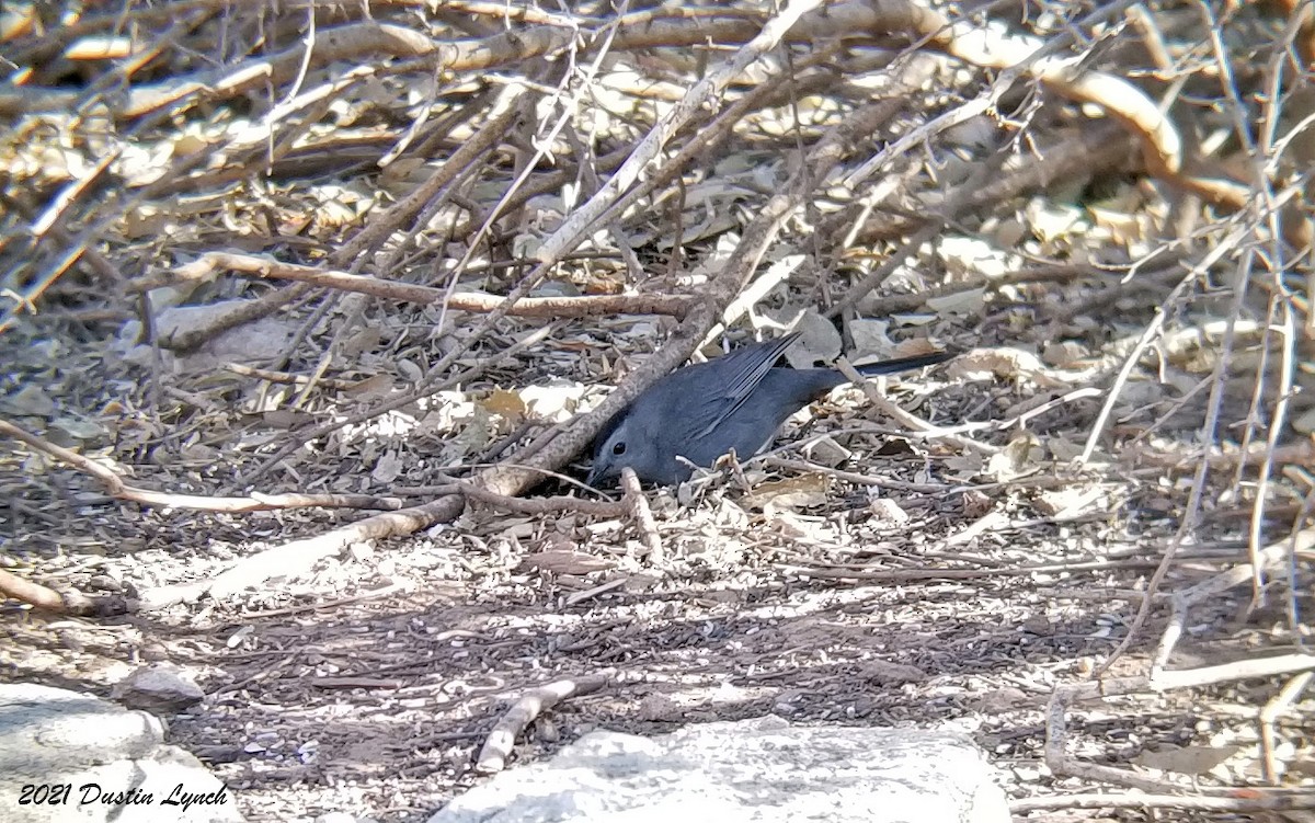 ימימן אמריקני - ML646455884