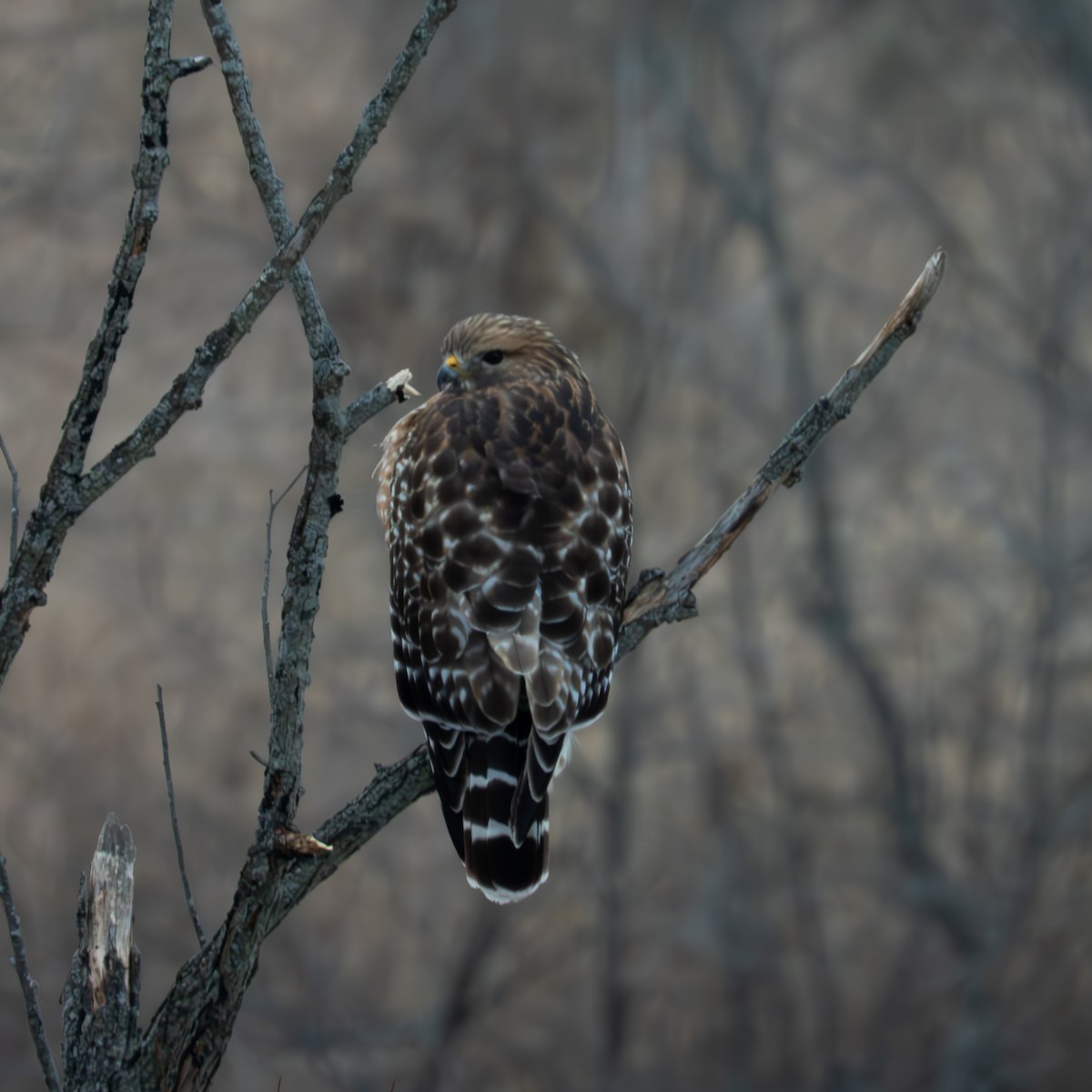 Busardo Pechirrojo - ML646455885
