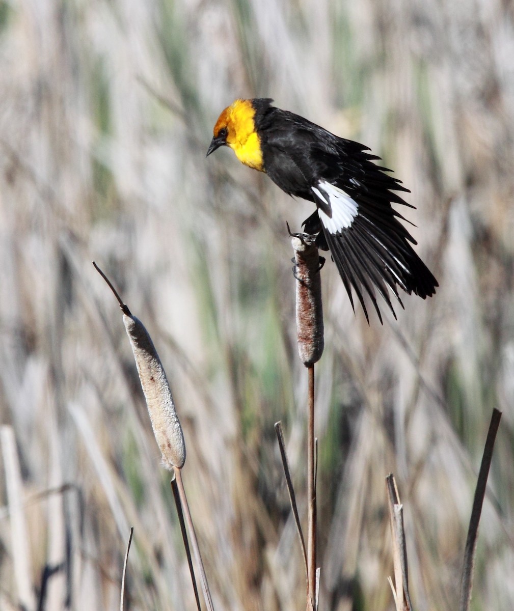 Yellow-headed Blackbird - ML646455886