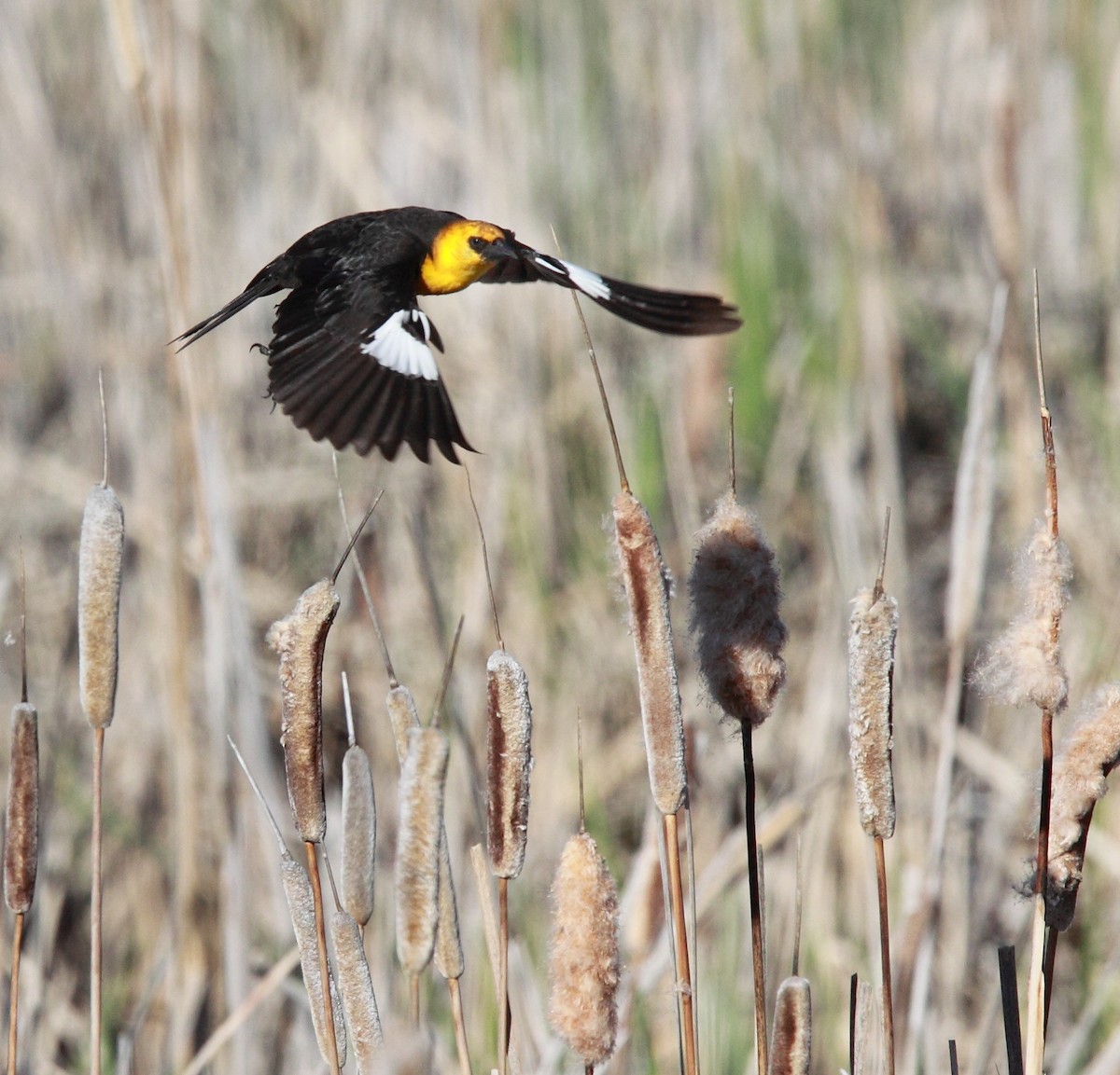 Yellow-headed Blackbird - ML646455887