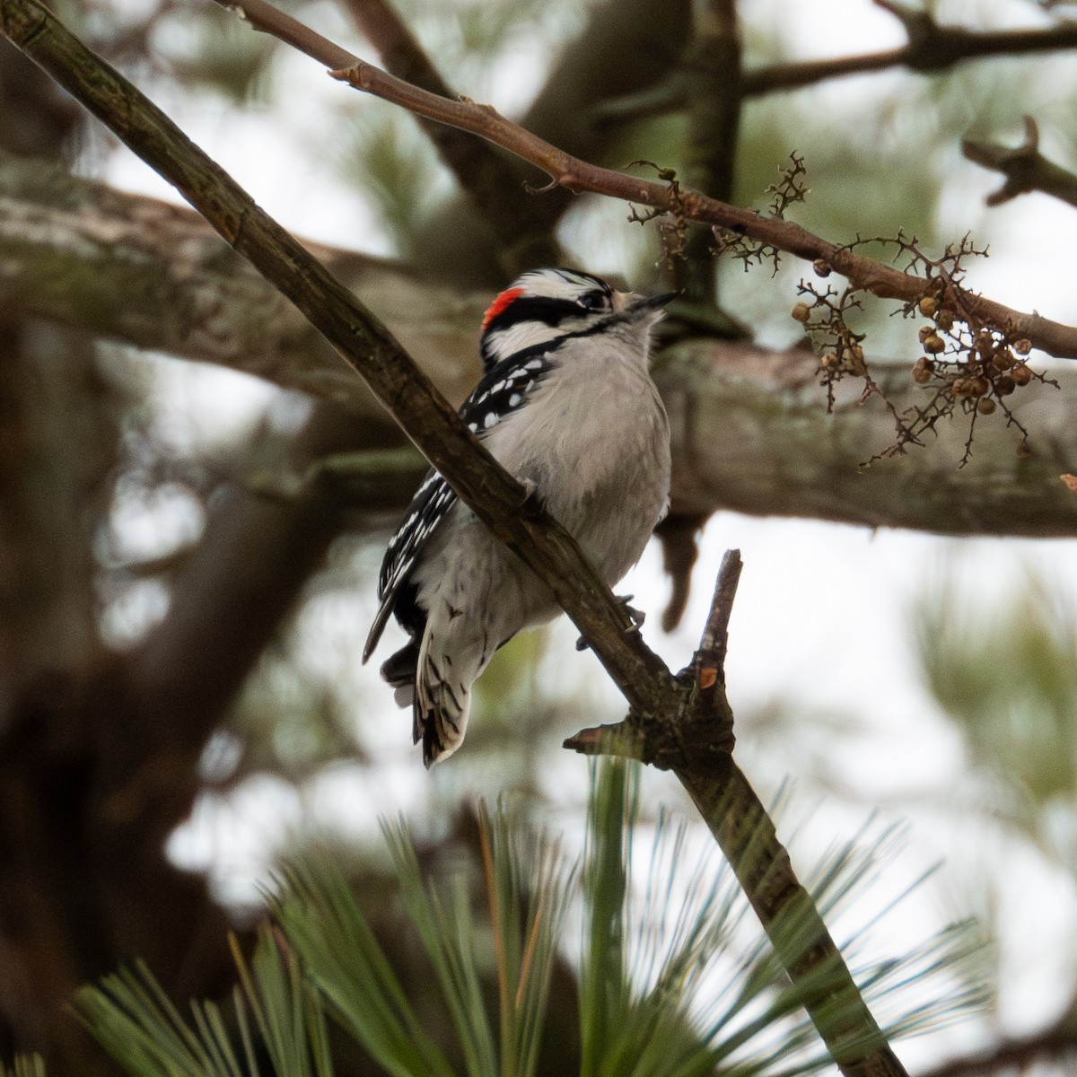 Pico Pubescente - ML646455890