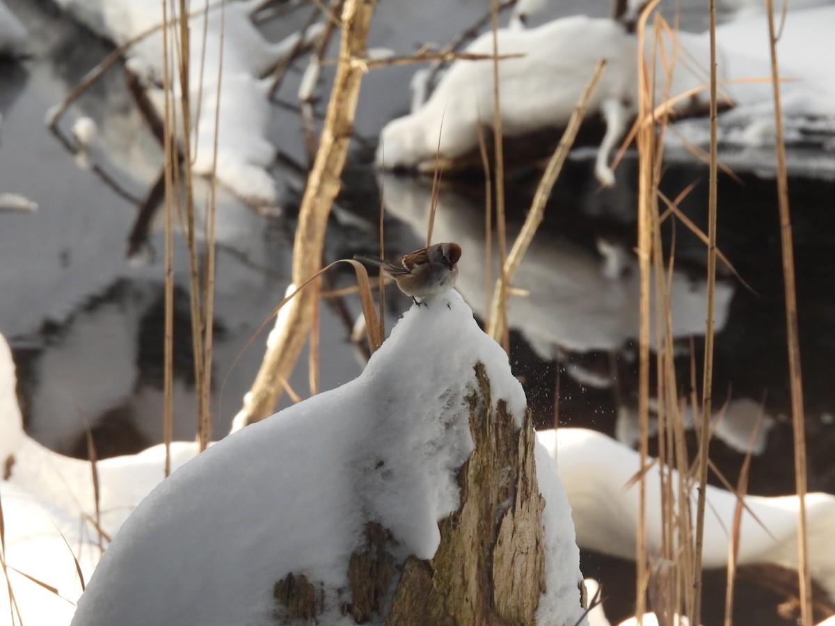 Пасовник північний - ML646455892