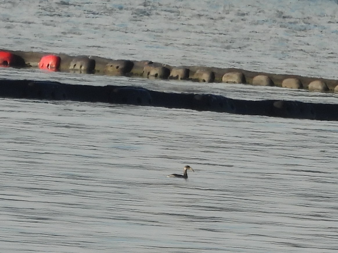 Red-necked Grebe - ML646455895