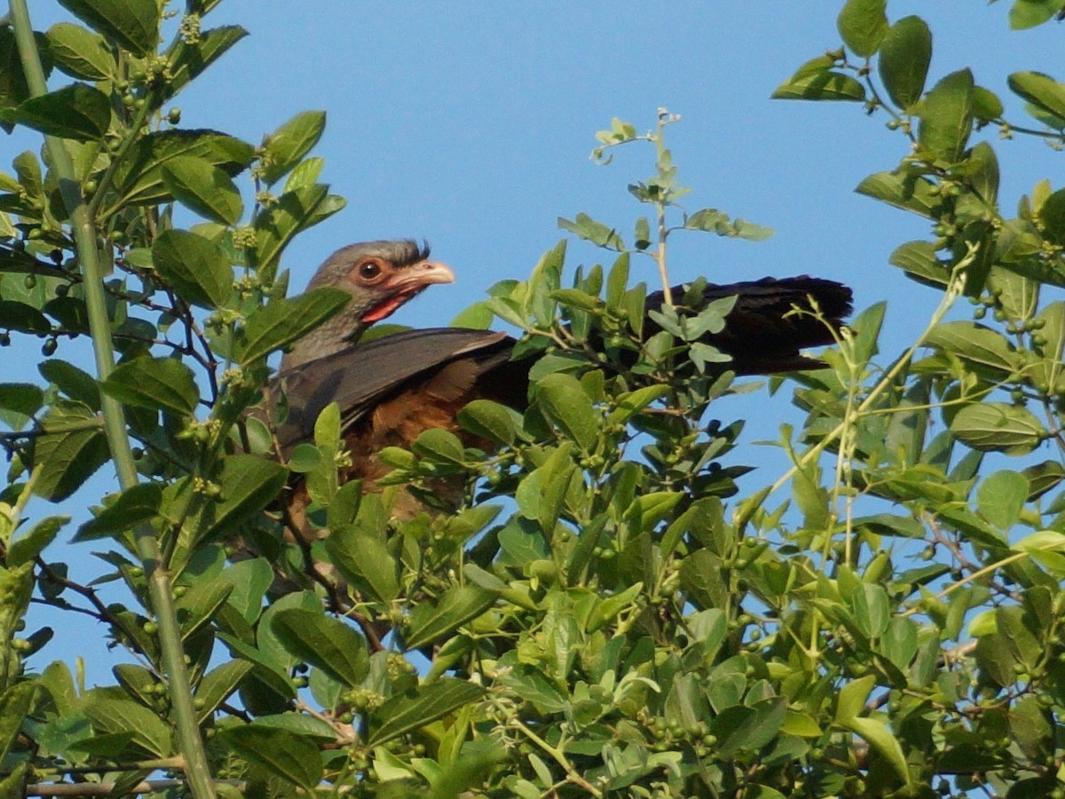 Chaco Chachalaca - ML646455896