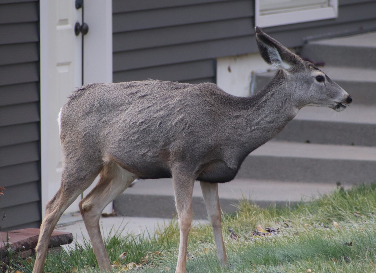 Mule Deer - ML646455897