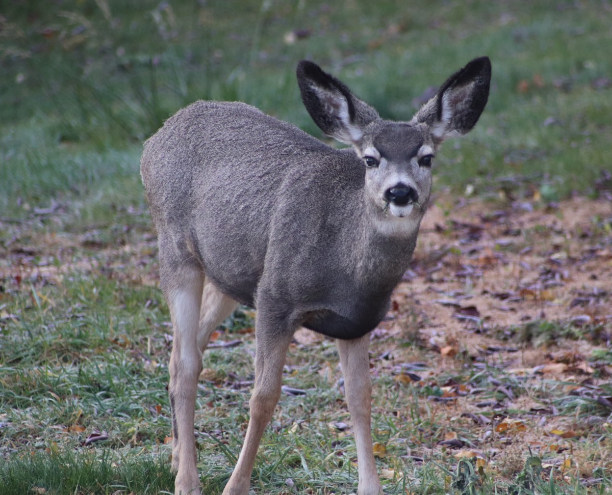 Mule Deer - ML646455898