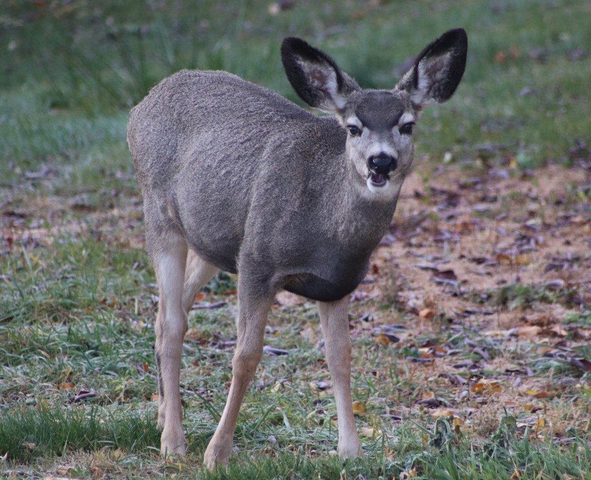 Mule Deer - ML646455899