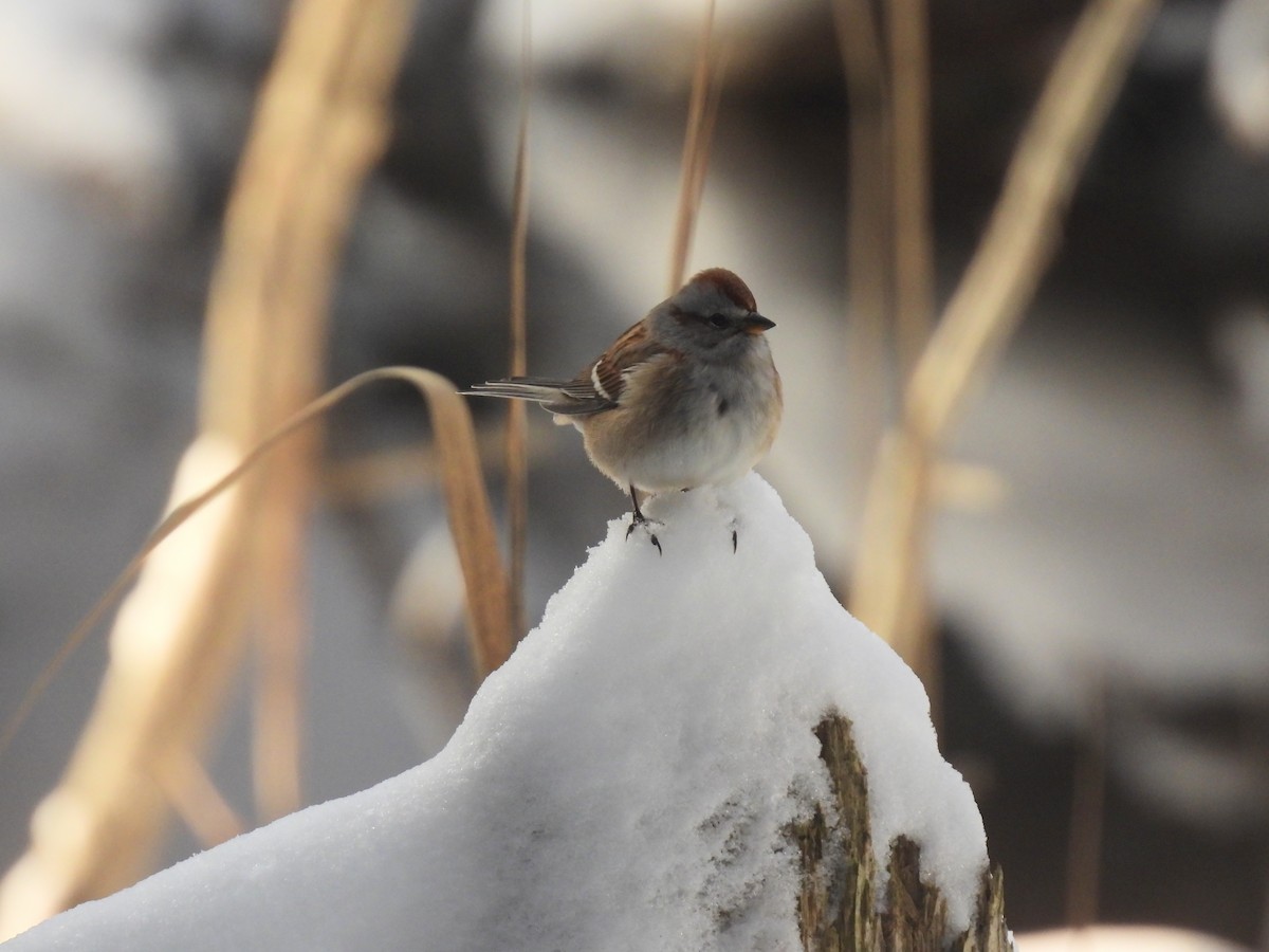 Пасовник північний - ML646455900