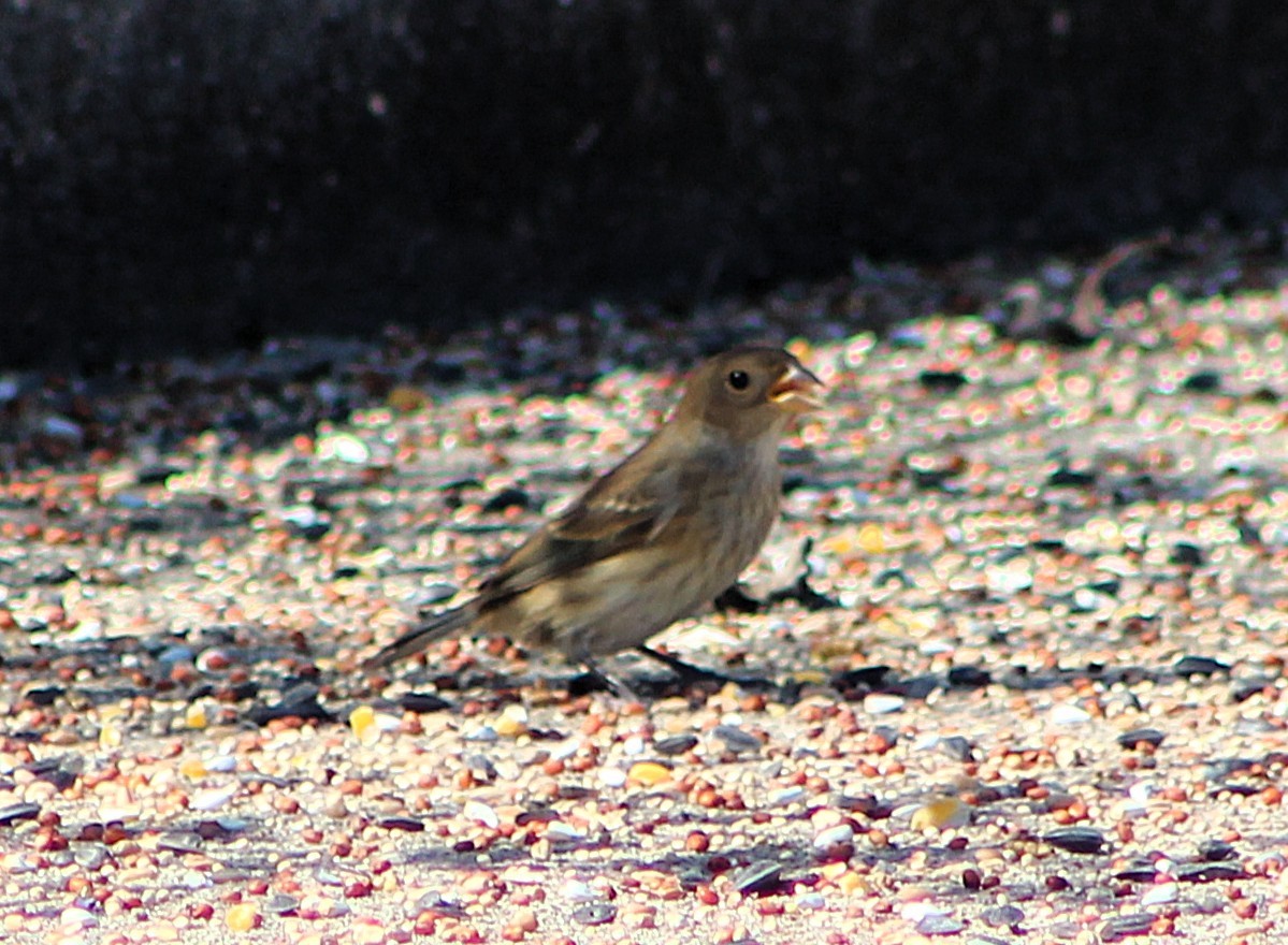 Indigo Bunting - ML646455902
