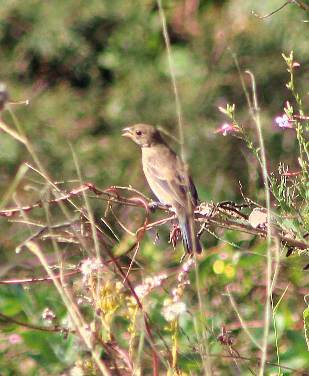 Indigo Bunting - ML646455903