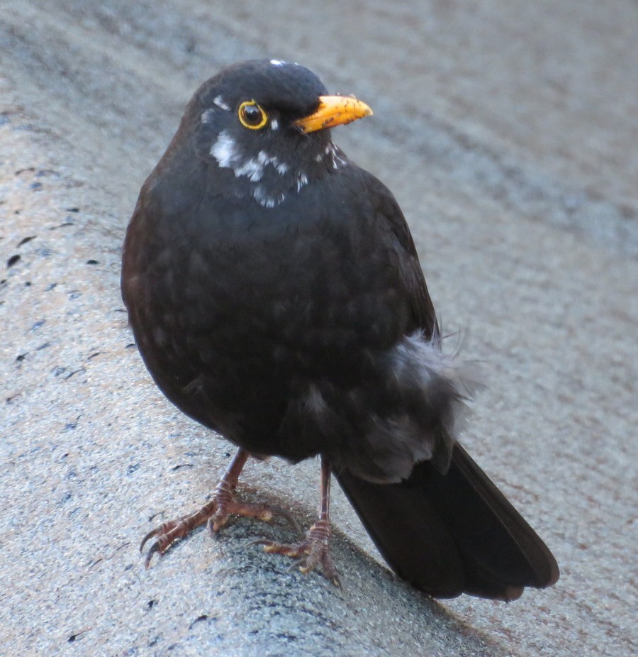 Eurasian Blackbird - ML646455908