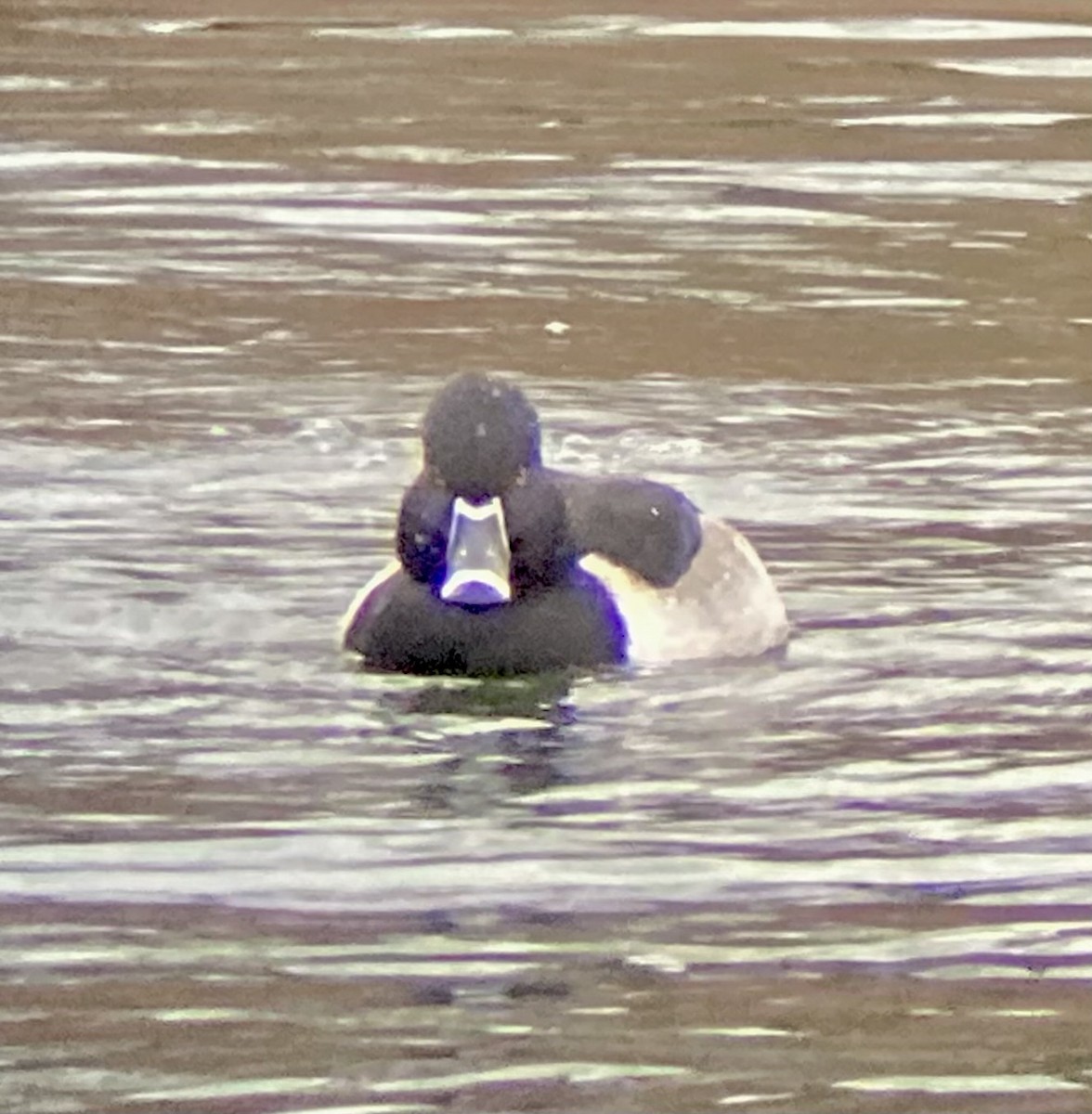 Ring-necked Duck - ML646455909