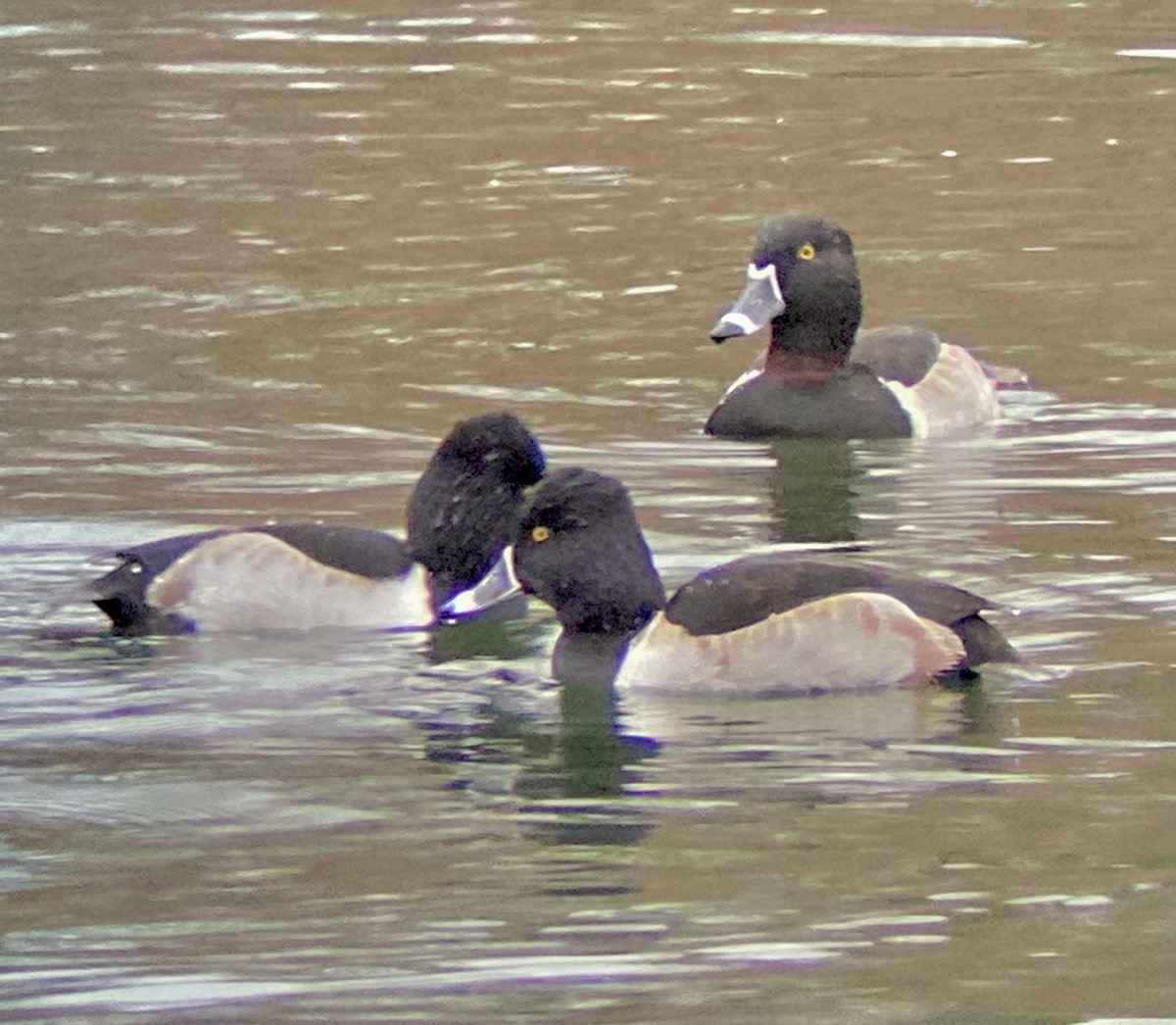 Ring-necked Duck - ML646455910