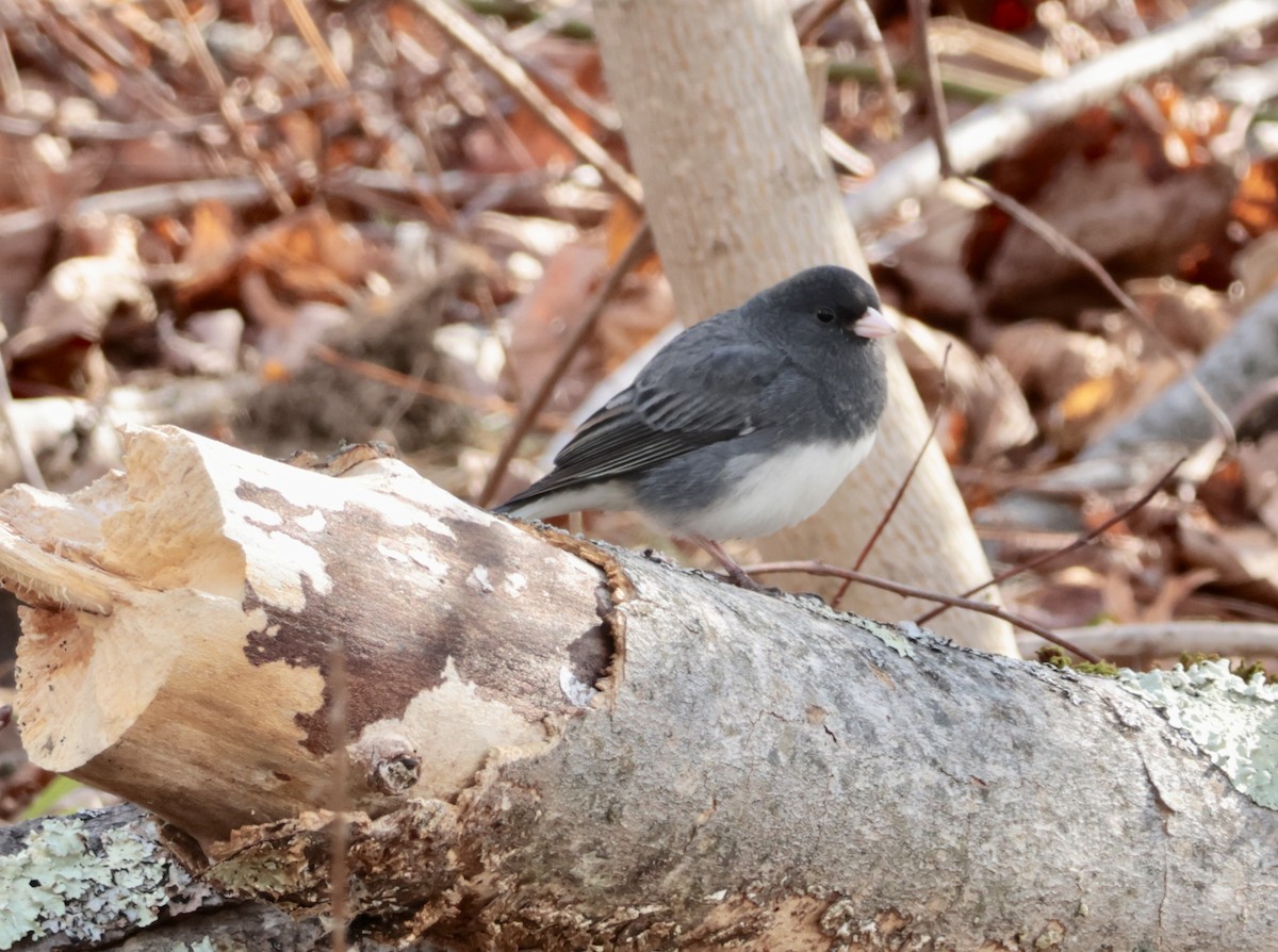 Dark-eyed Junco - ML646455912