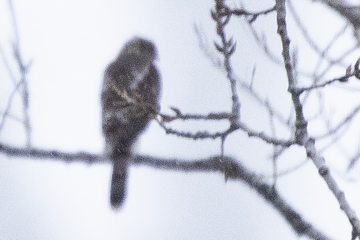 jestřáb americký - ML646455916