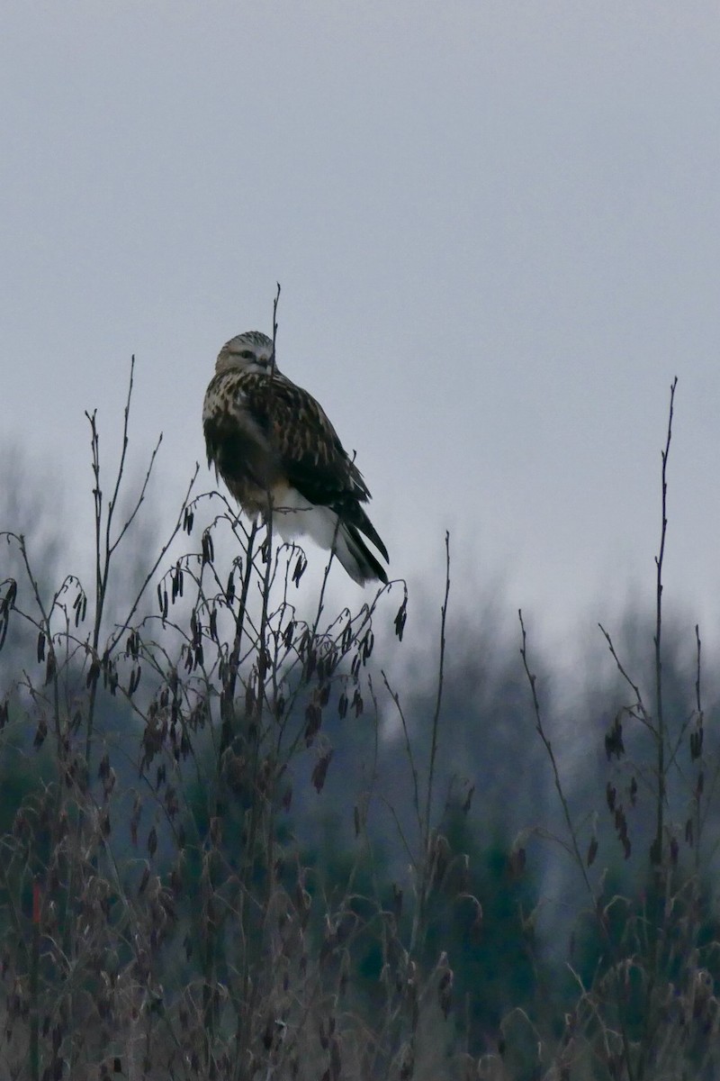 Rough-legged Hawk - ML646455917