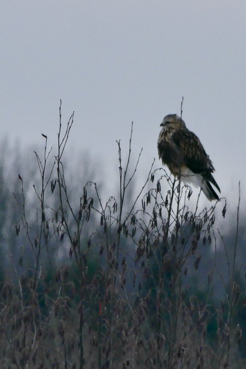 Rough-legged Hawk - ML646455918