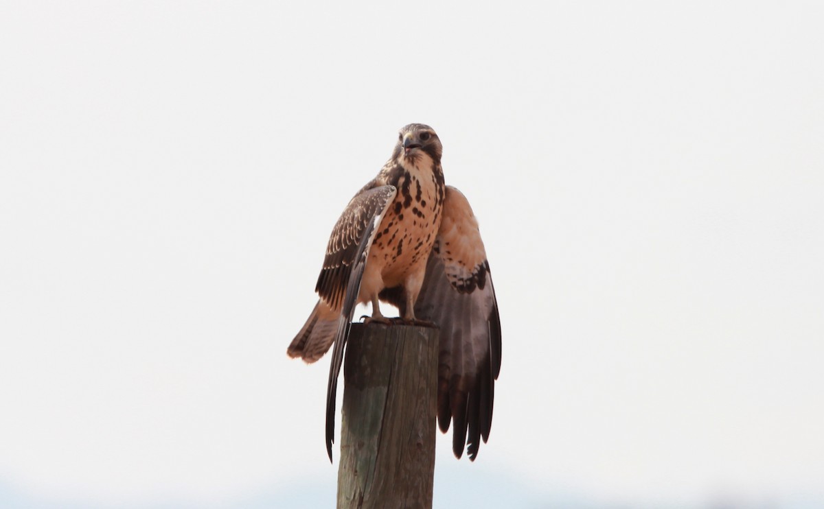 káně bělohrdlá - ML646455920