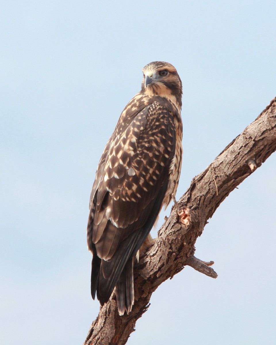 káně bělohrdlá - ML646455921