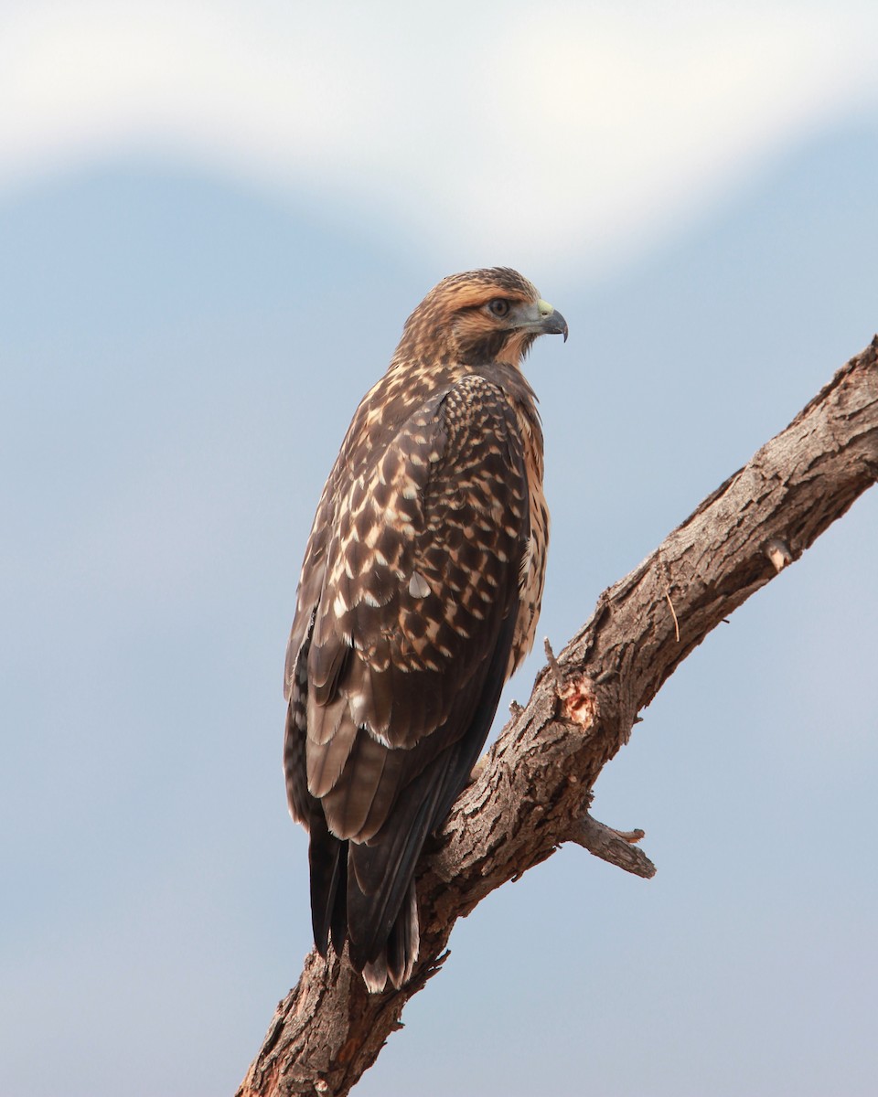 káně bělohrdlá - ML646455922