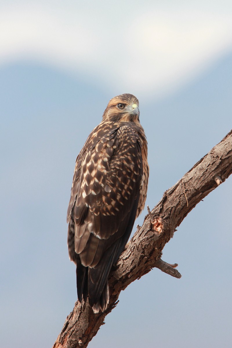 káně bělohrdlá - ML646455923