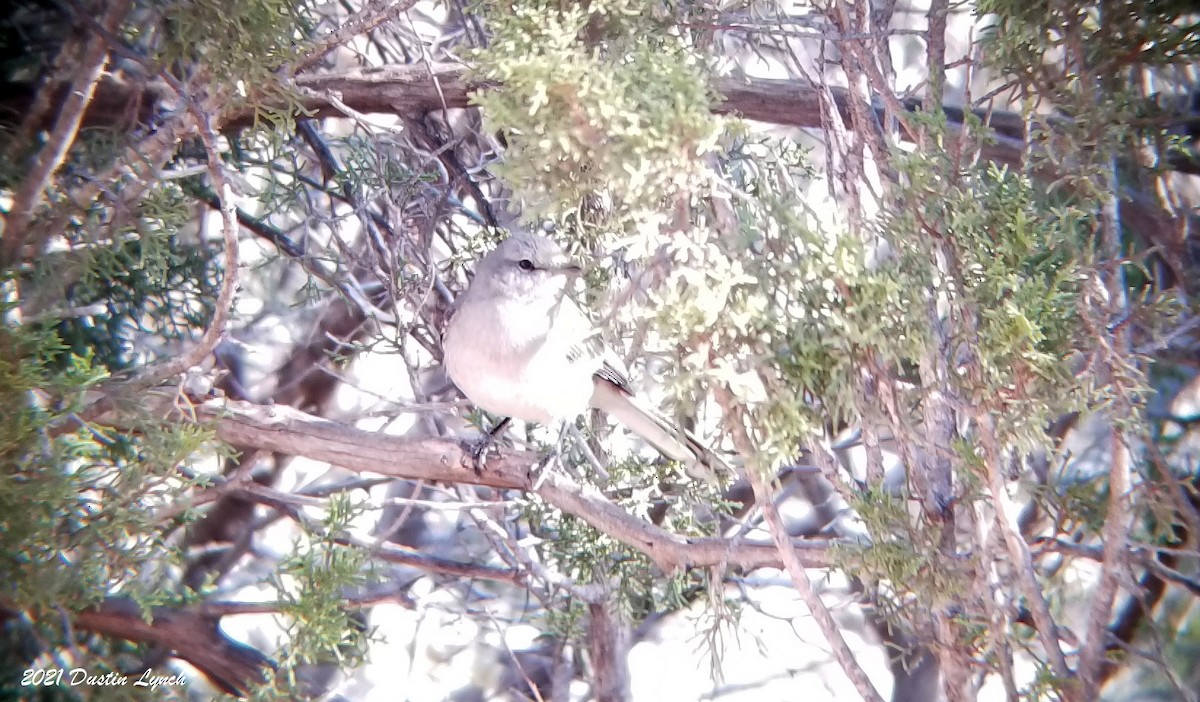 חקיינית צפונית - ML646455924