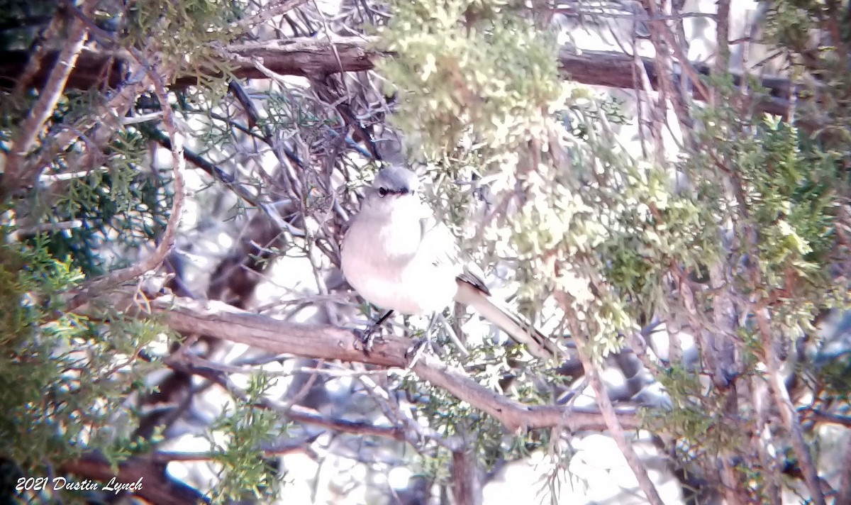 חקיינית צפונית - ML646455925