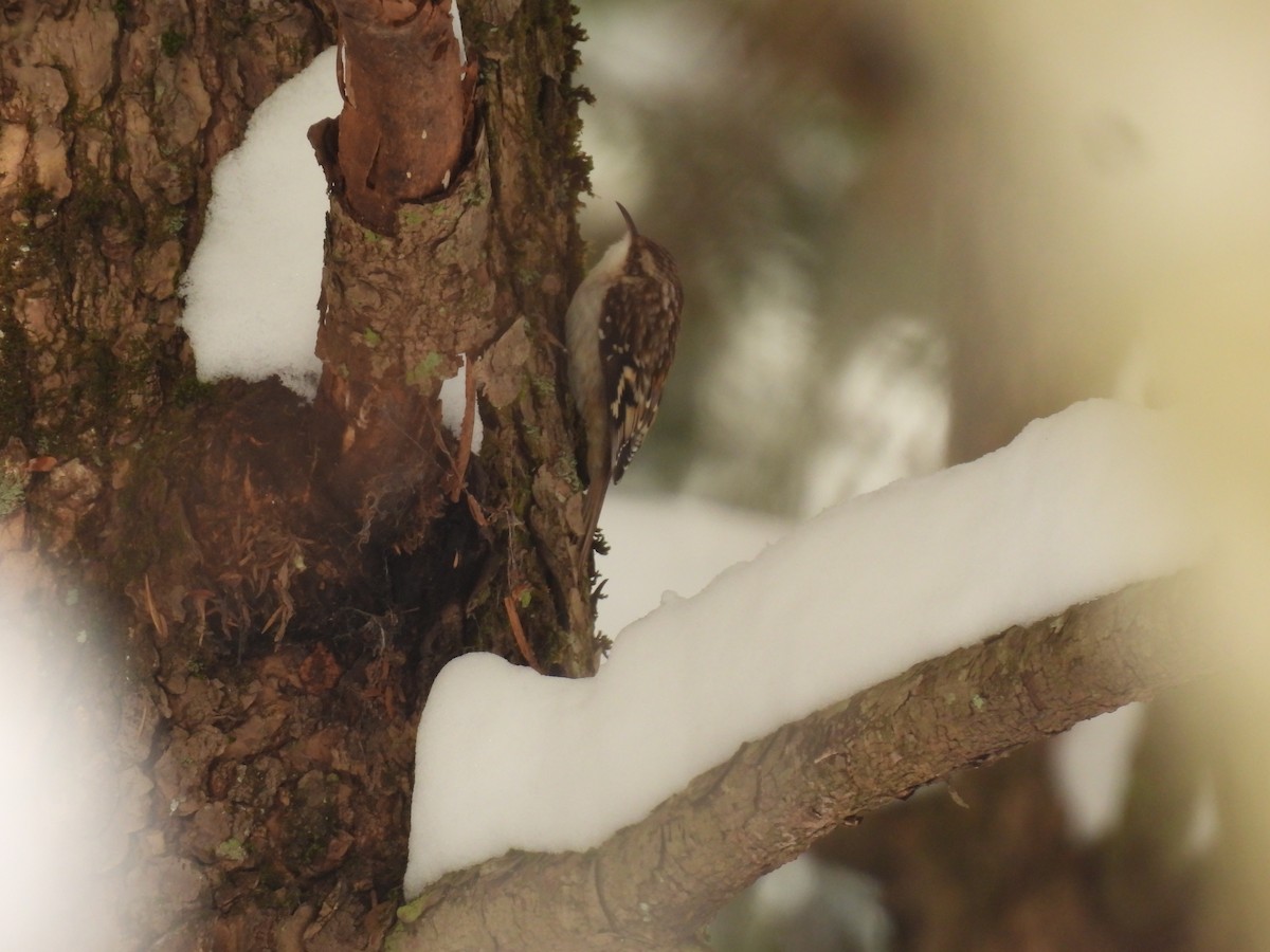 Brown Creeper - ML646455926