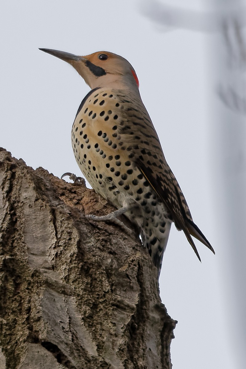 Northern Flicker - ML646455927
