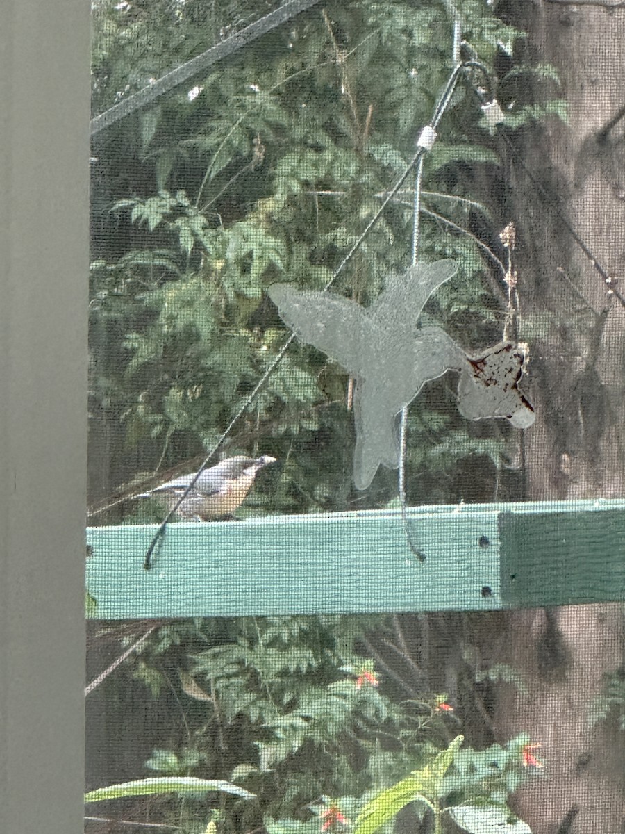 brhlík drobný - ML646455931