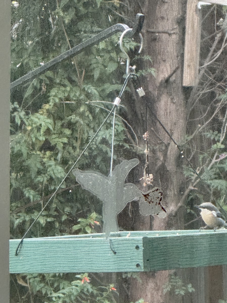 brhlík drobný - ML646455932