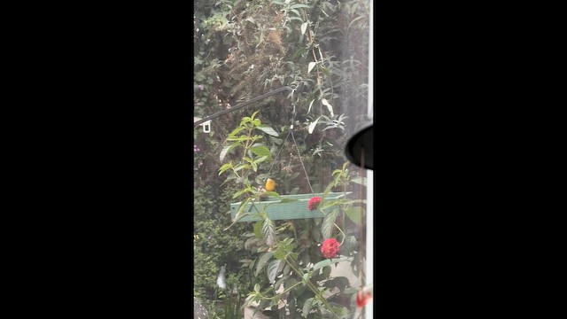 Pygmy Nuthatch - ML646455933