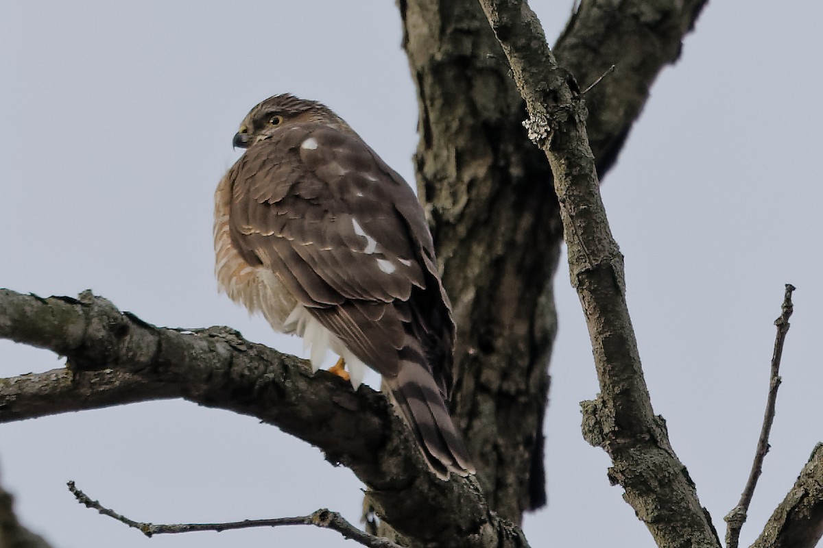 Merlin - ML646455936