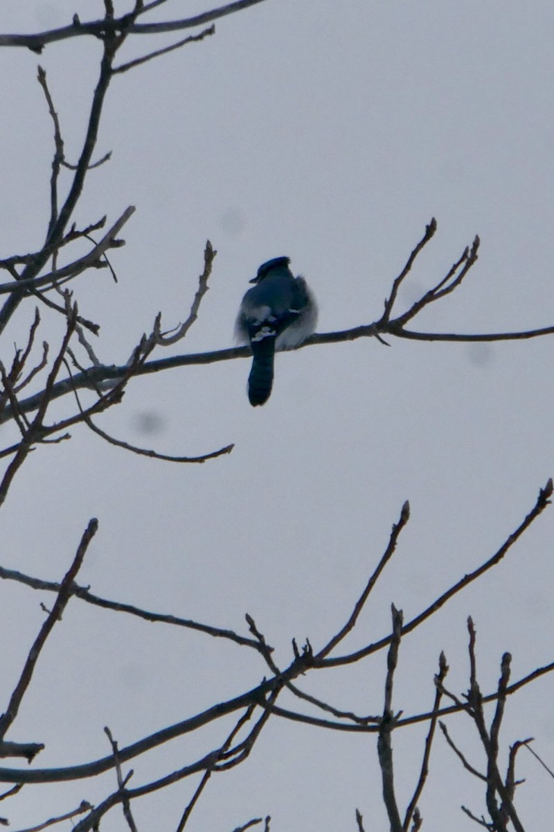 Blue Jay - ML646455937