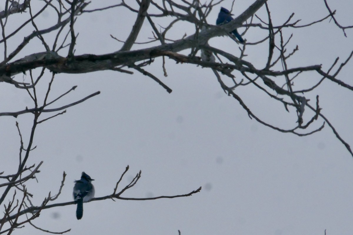 Blue Jay - ML646455938